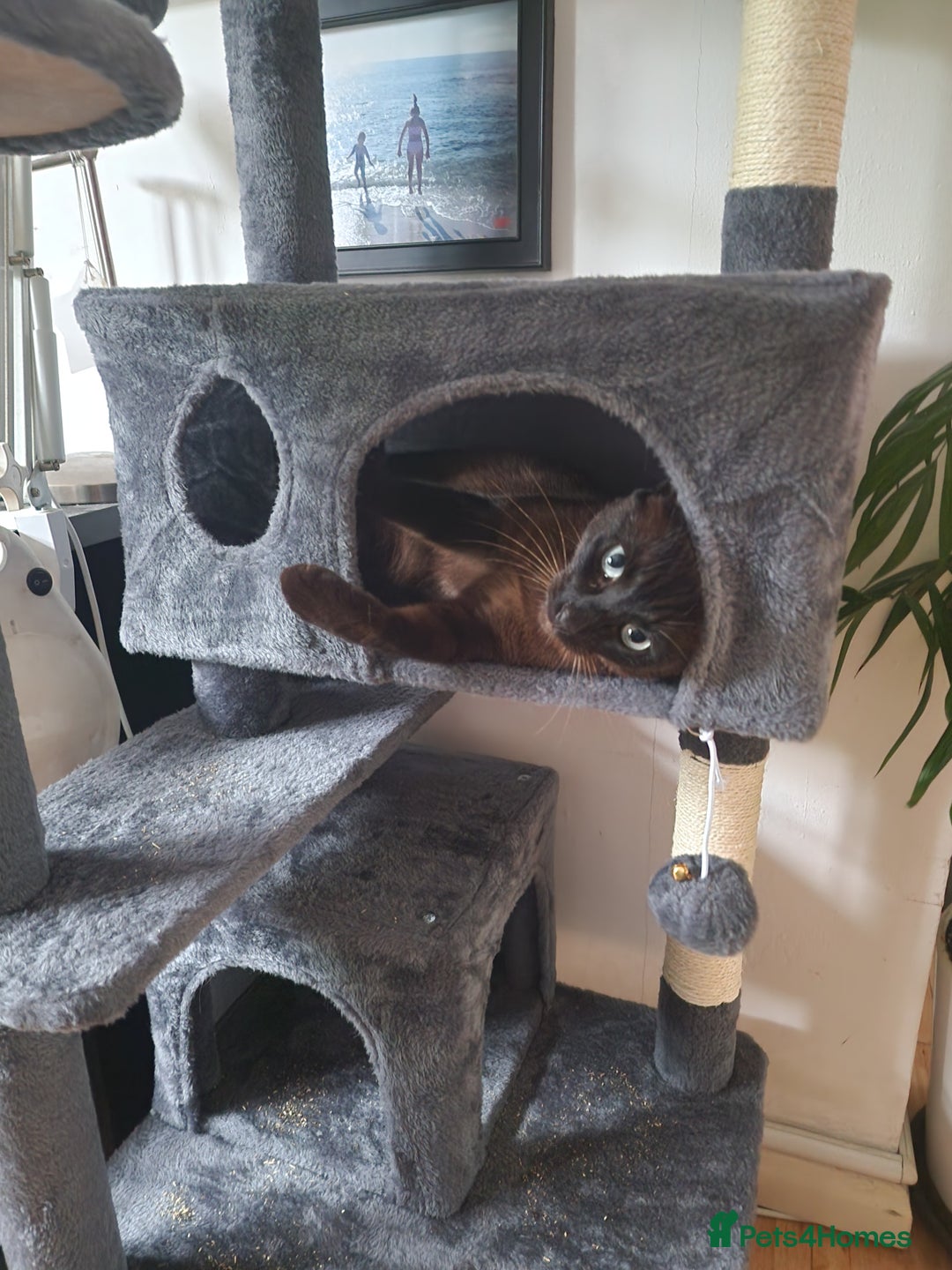 Tonkinese cats for sale: Beautiful Tonkinese Boy - Cappuccino - Image 10