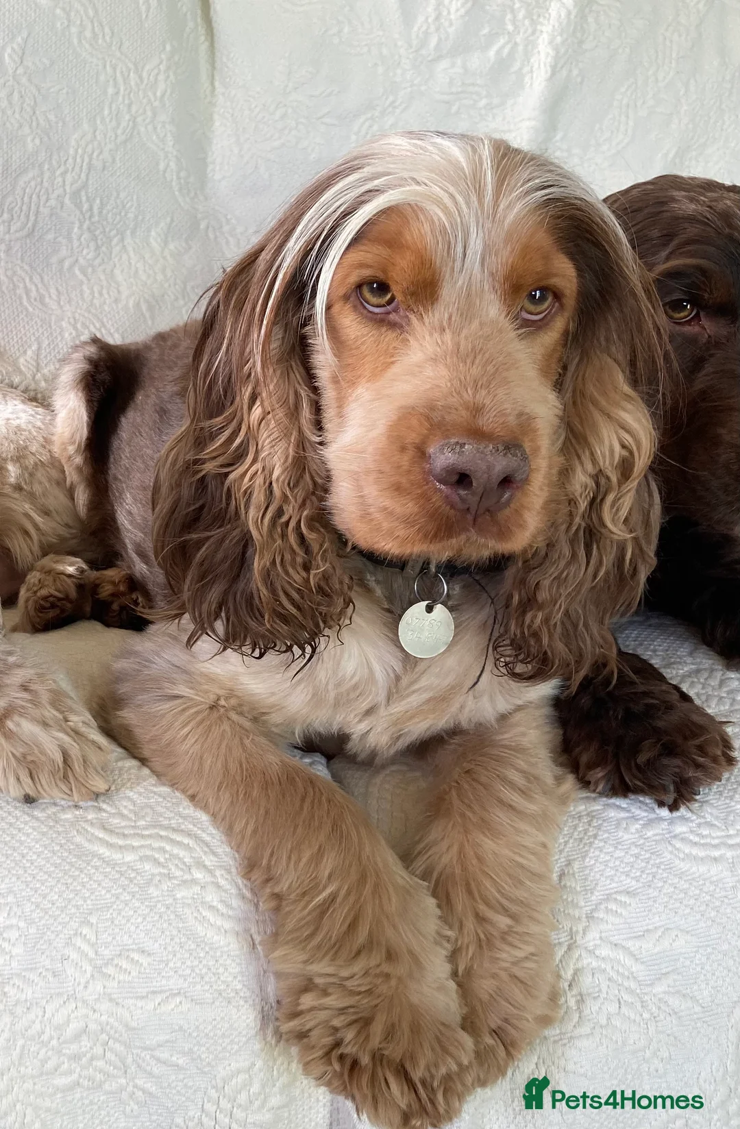 Cocker Spaniel dogs for stud: KC ‘Best Practice’ Health 🐾Show 🐾180+ pups born in Preston - Advert 9