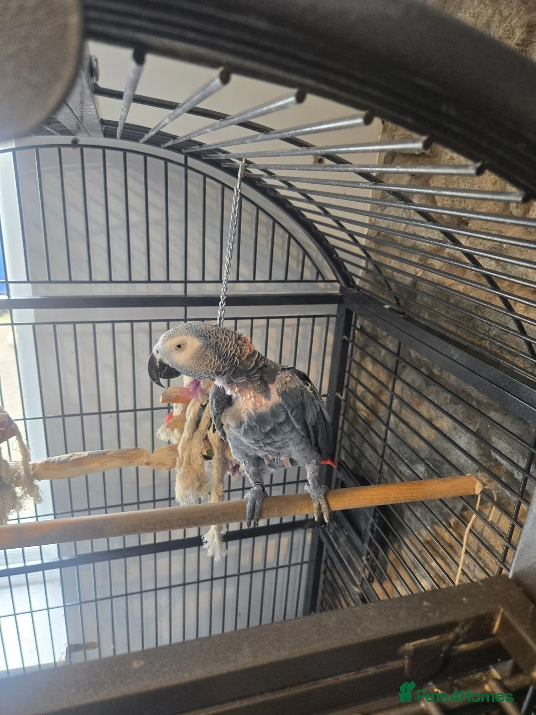 Parrots birds for sale: Female African Grey in Pwllheli - Advert 2