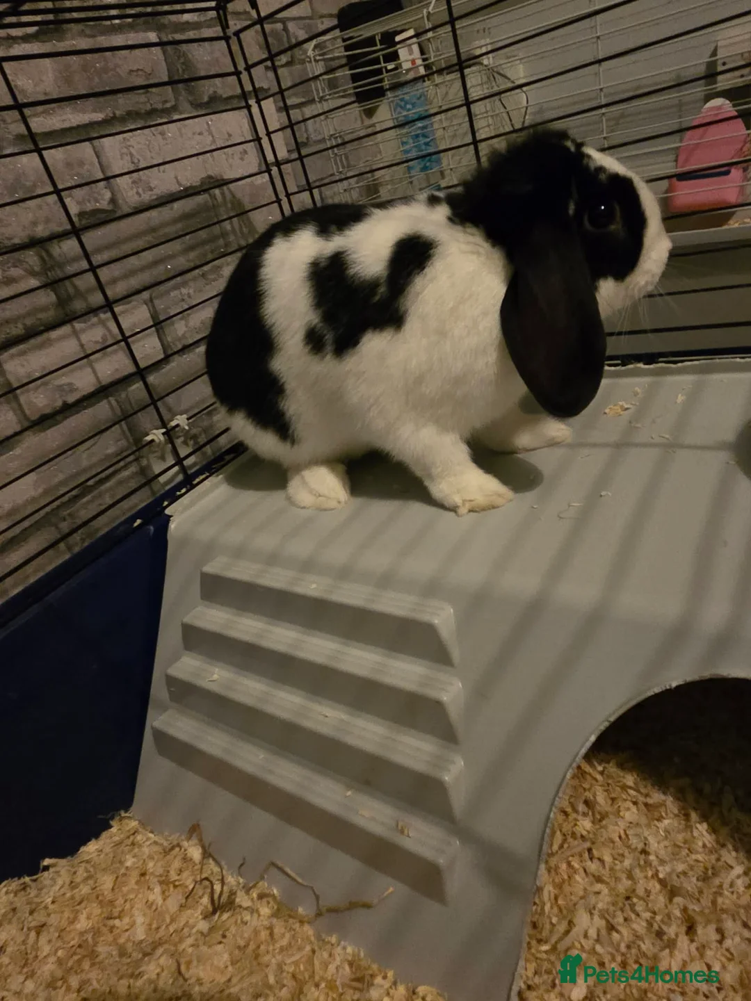 Mixed Breed rabbits for sale: 1 female and 1 male rabbits FREE - Advert 6