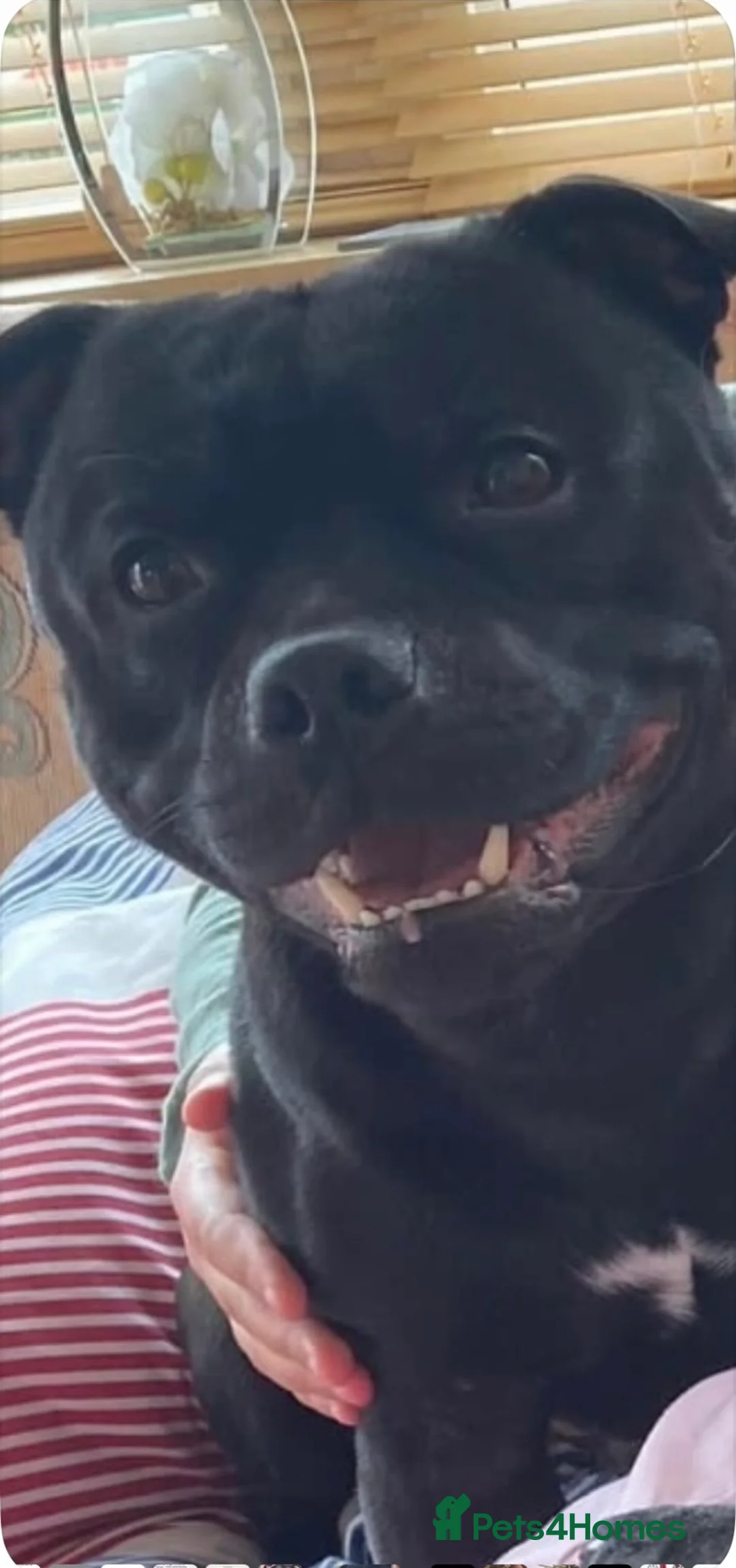 Staffordshire Bull Terrier dogs for sale: Repeat mating of an amazing litter  in Wakefield - Advert 6