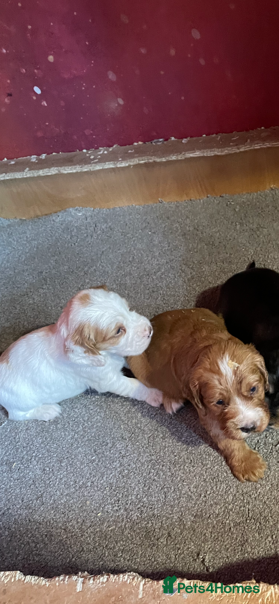 Cocker Spaniel dogs for sale: COCKER SPANIEL PUPS - Image 7
