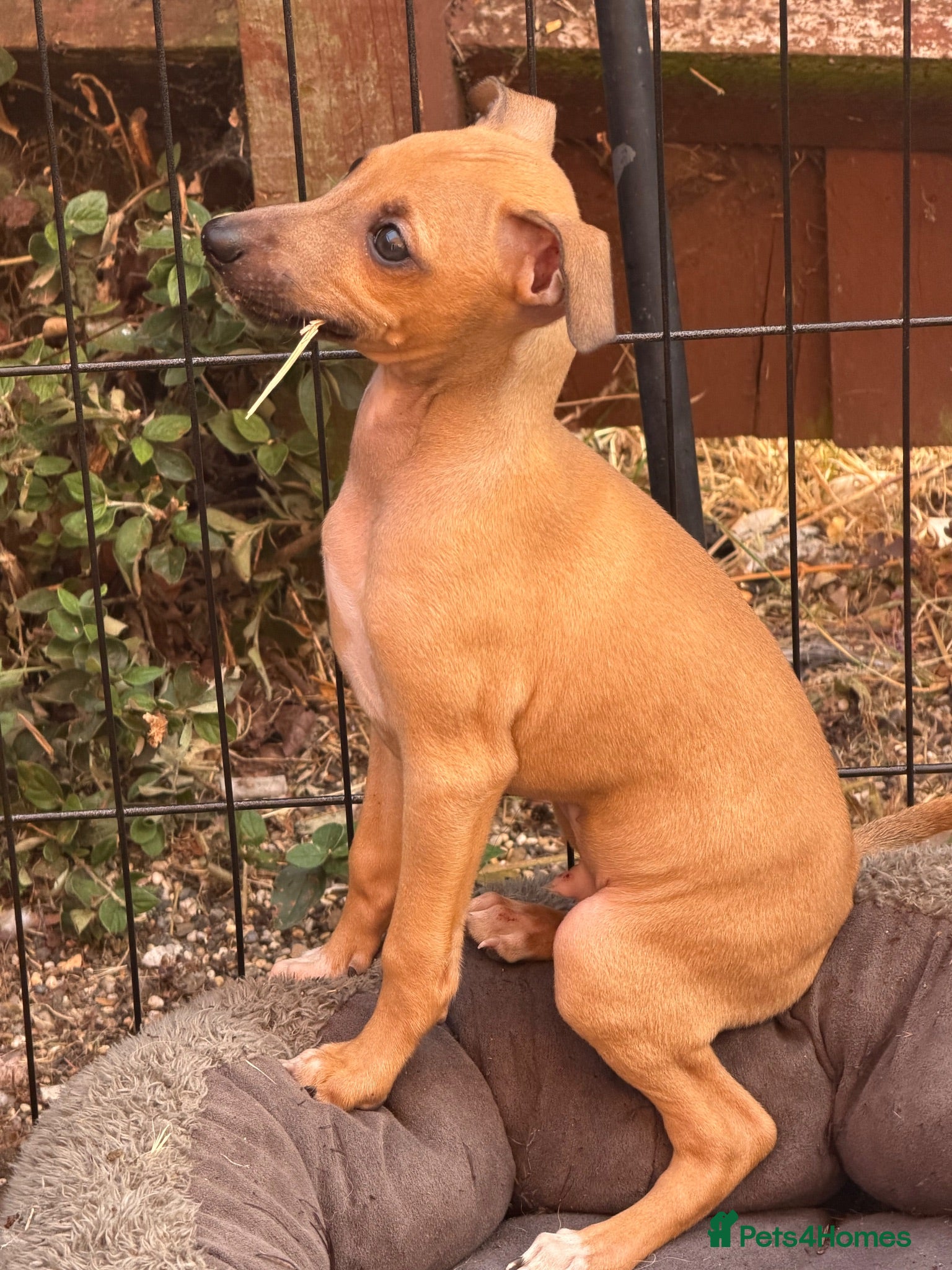 Italian Greyhound dogs Italian grey hounds boys available  - Advert 14