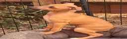Italian Greyhound dogs for sale: Reduced! 2 Italian grey hounds boys available  - Advert 5