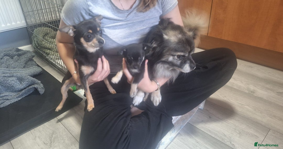Chihuahua dogs for sale: One boy made it  - Image 4