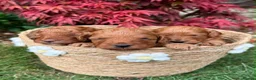 Mixed Breed dogs for sale: 🌟 Stunning F1b Cavapoo Puppies For Sale 🌟 - Advert 8