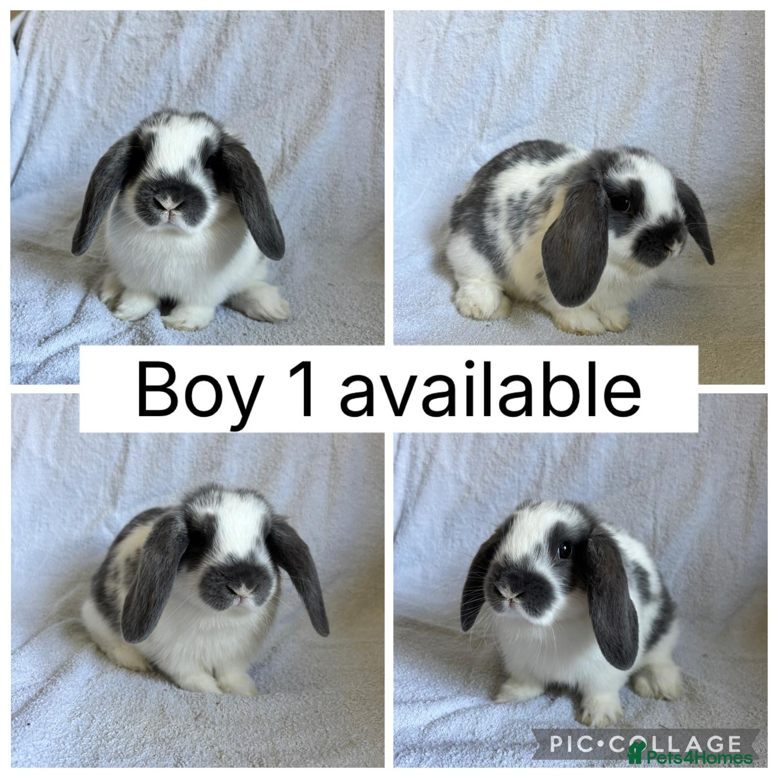 Mini Lop rabbits Beautiful mini lop boys READY NOW! - Advert 1