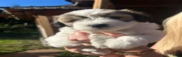 Mixed Breed dogs for sale: Lhaso Apso / Bicon Frise mix female puppies  in Dumfries - Advert 3