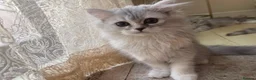 Persian cats for sale: Beautiful Persian Kittens Looking for Loving Homes - Advert 4