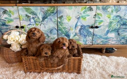 Cockapoo dogs for sale: Cockapoo F1 show type pups, PRIZEWINNING LINES - Image 4