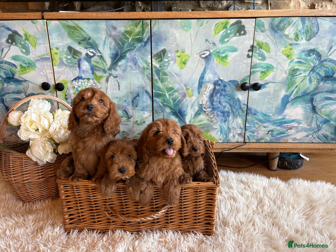 Cockapoo dogs for sale: Cockapoo F1 show type pups, PRIZEWINNING LINES - Image 4