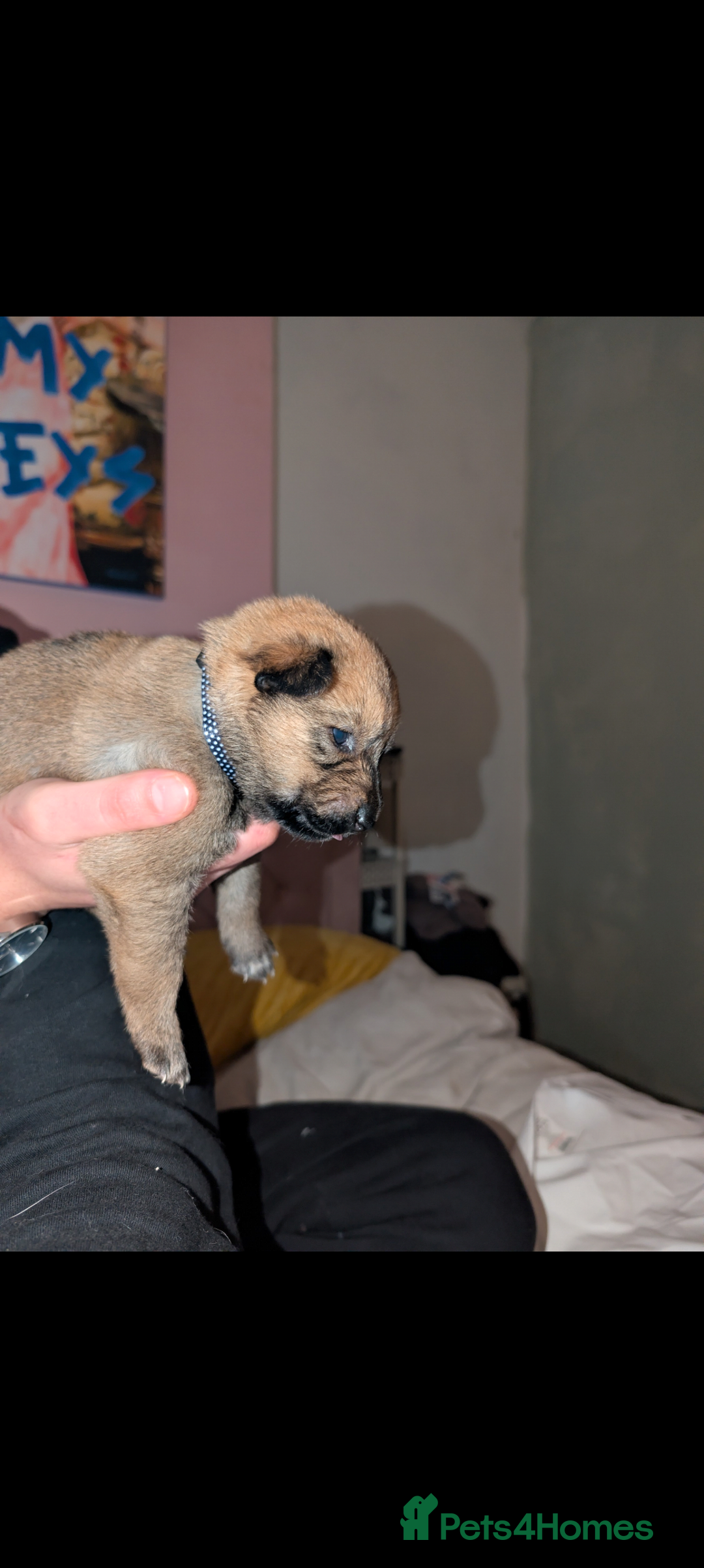 Mixed Breed dogs for sale: Gerhusky kelpie Labrador mix - Advert 9