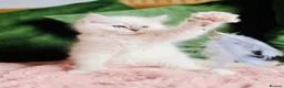 Ragdoll cats for sale: 💙 ACTIVE REGISTERED RAGDOL, DNA TESTED PARENTS 💙 - Advert 22