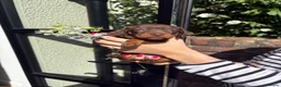 Miniature Dachshund dogs for sale: KC Registered Miniature Dachshund Puppies - Advert 10