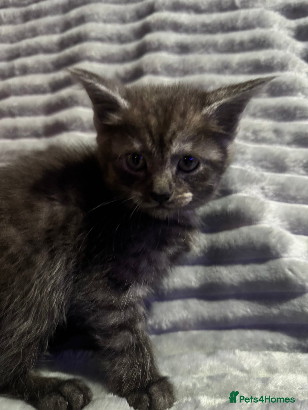 Mixed Breed cats for sale: British short hair cross maine coon  - Advert 6