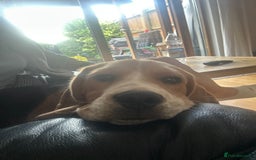 Beagle dogs for sale: Beautiful boy Beagle nearly 6 months old  - Image 4
