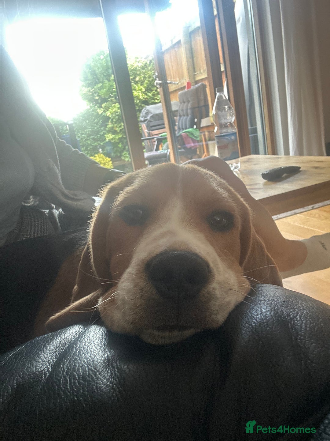 Beagle dogs for sale: Beautiful boy Beagle nearly 6 months old  - Image 4