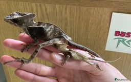 Iguana reptiles for sale: Eastern Casquehead & Hernandezs Helmeted Iguanas in Downham Market - Image 8