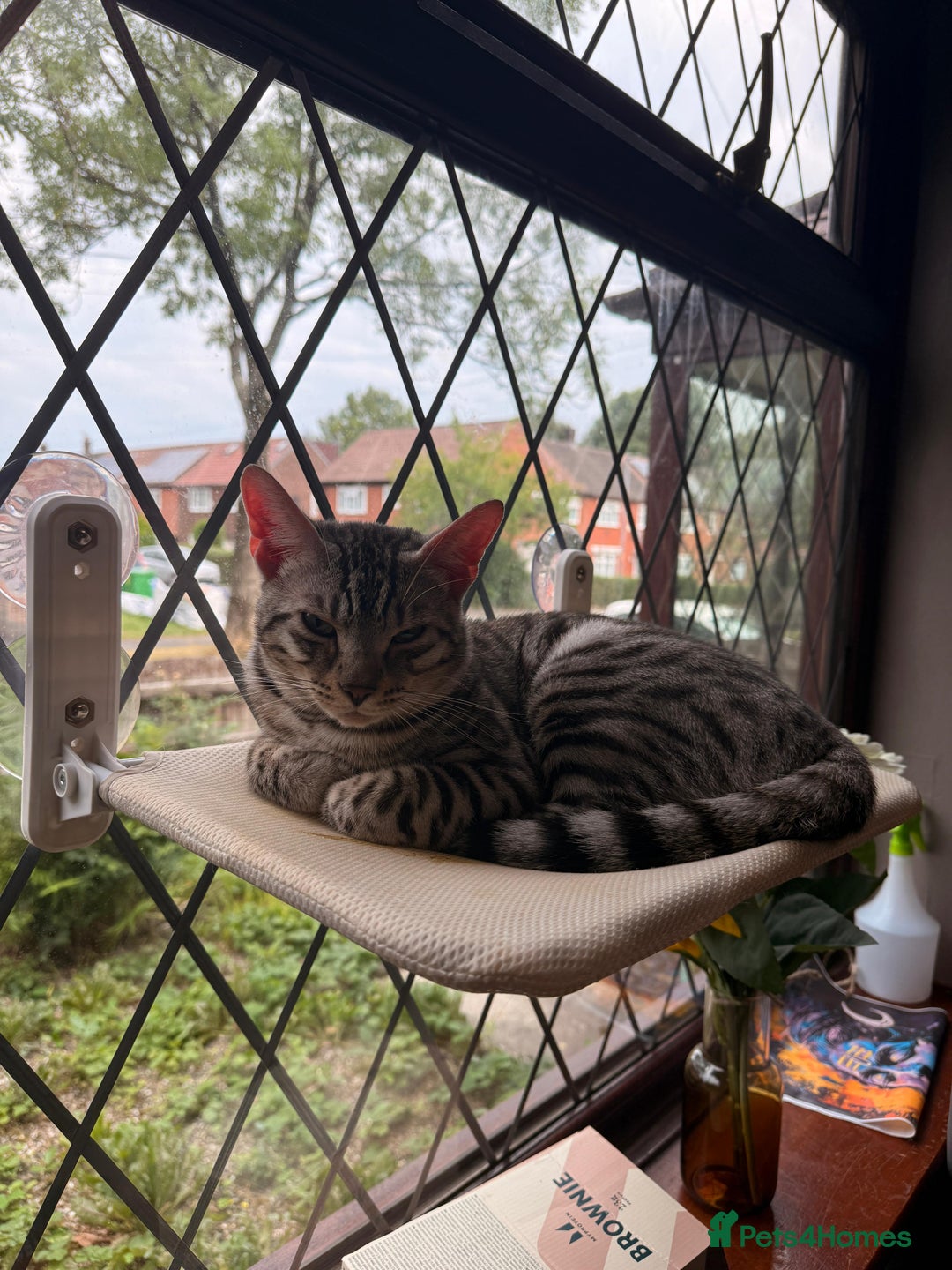 Mixed Breed cats for sale: Cute Kittens - Image 6