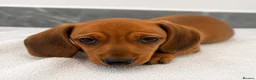 Miniature Dachshund dogs for sale: ⭐️ KC Registered Miniature Dachshund Puppies⭐️  - Advert 10