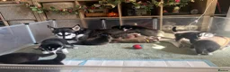 Siberian Husky dogs for sale: Adorable Siberian huskies  in Saint Helens - Advert 23