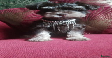 Miniature Schnauzer dogs - Advert 4