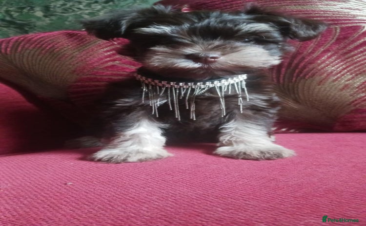 Miniature Schnauzer dogs - Advert 5