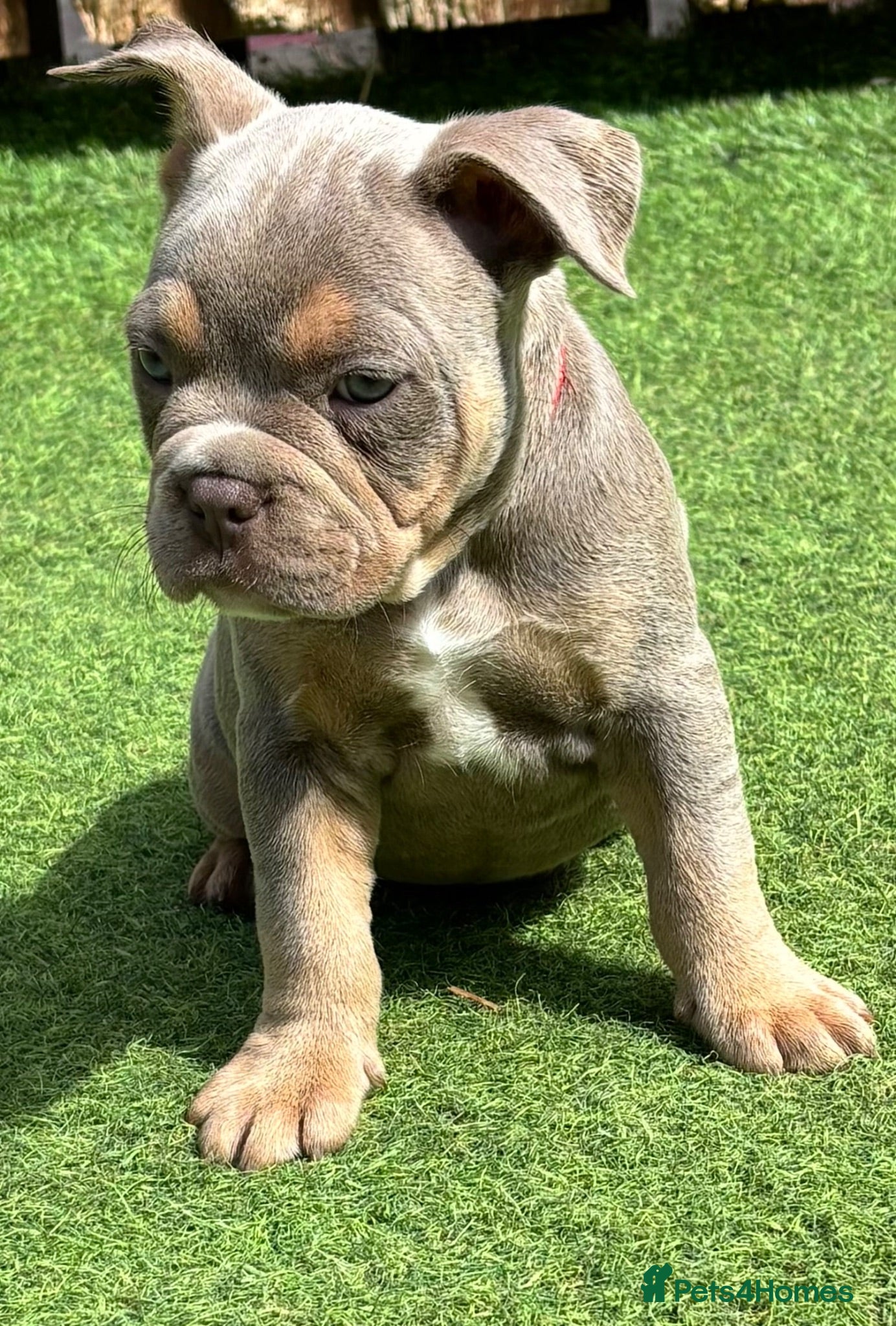 Mixed Breed dogs French bulldog X Pocket bully READY NOW!! - Advert 2