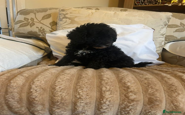 Toy Poodle dogs - Advert 2