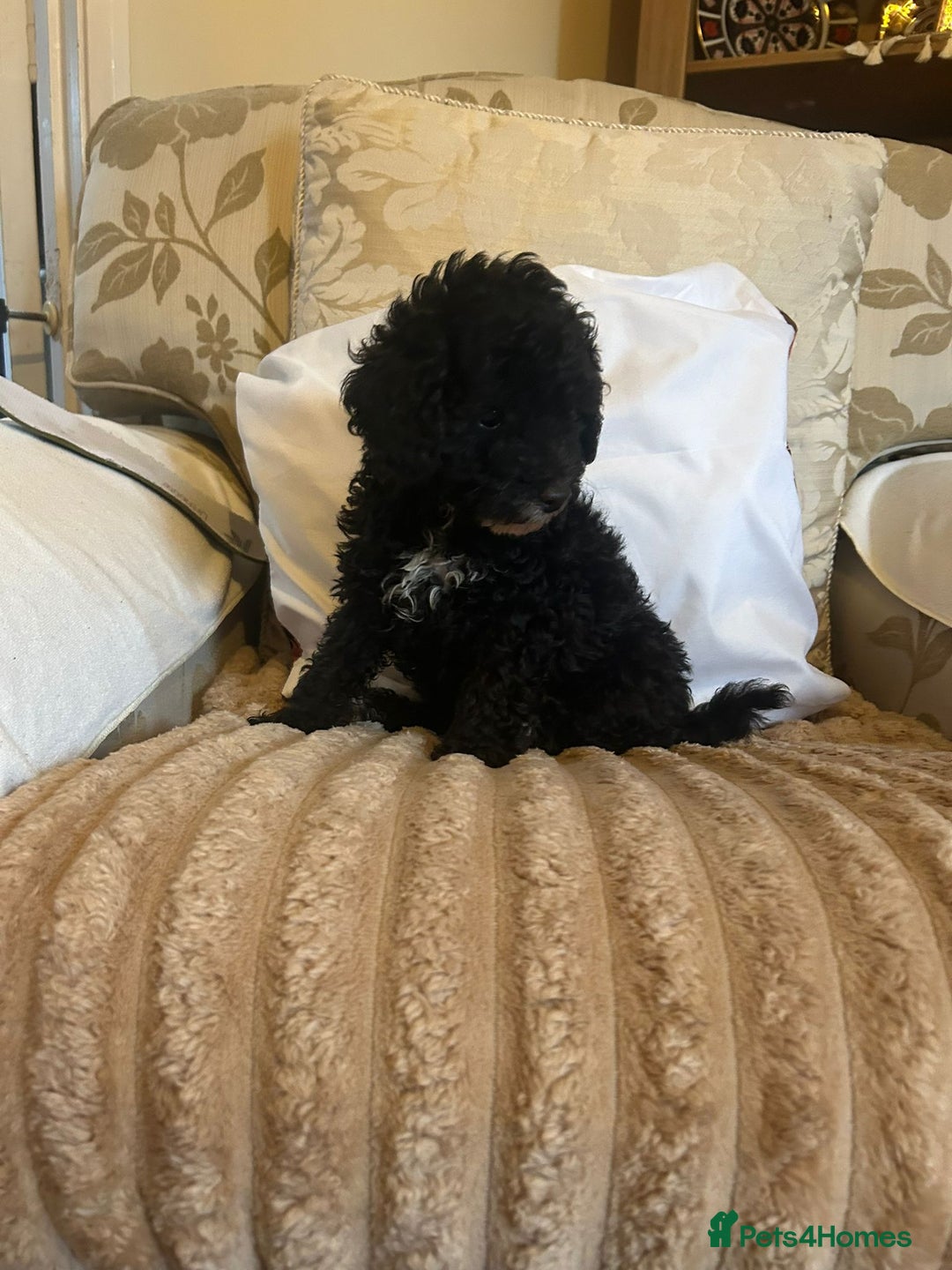 Toy Poodle dogs for sale: Merle toy poodle puppys available now  - Advert 1