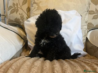 Toy Poodle dogs - Advert 27