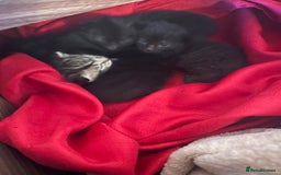 Mixed Breed cats for sale: Kittens x 4  - Image 3