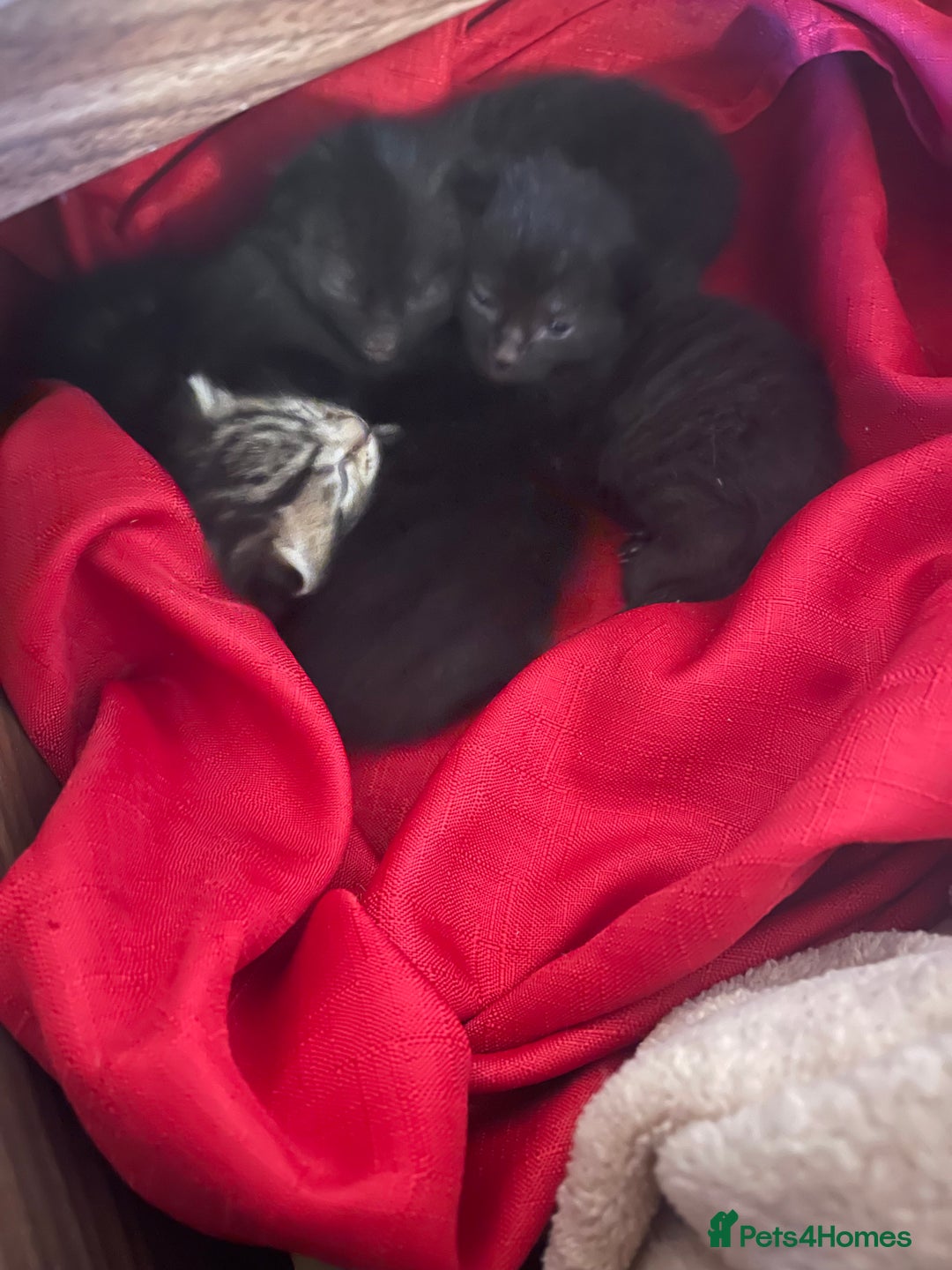 Mixed Breed cats for sale: Kittens x 4  - Image 3