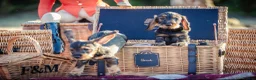 Dachshund dogs for sale: KC Standard Wire-Haired Dachs - Advert 7