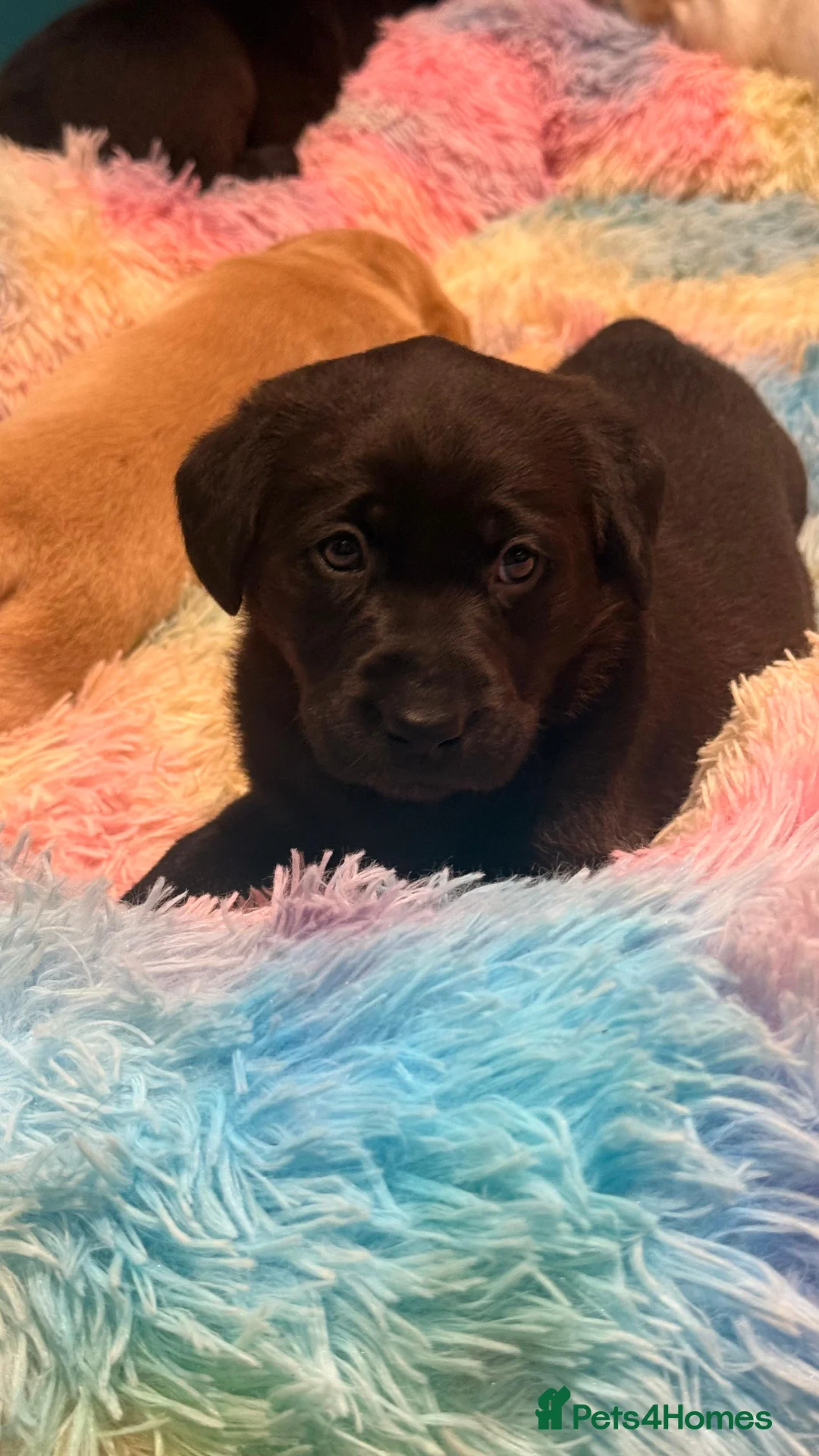 Labrador Retriever dogs for sale: 🐾 6 Little Bundles of Joy Seeking Loving Families in Ilford - Advert 12