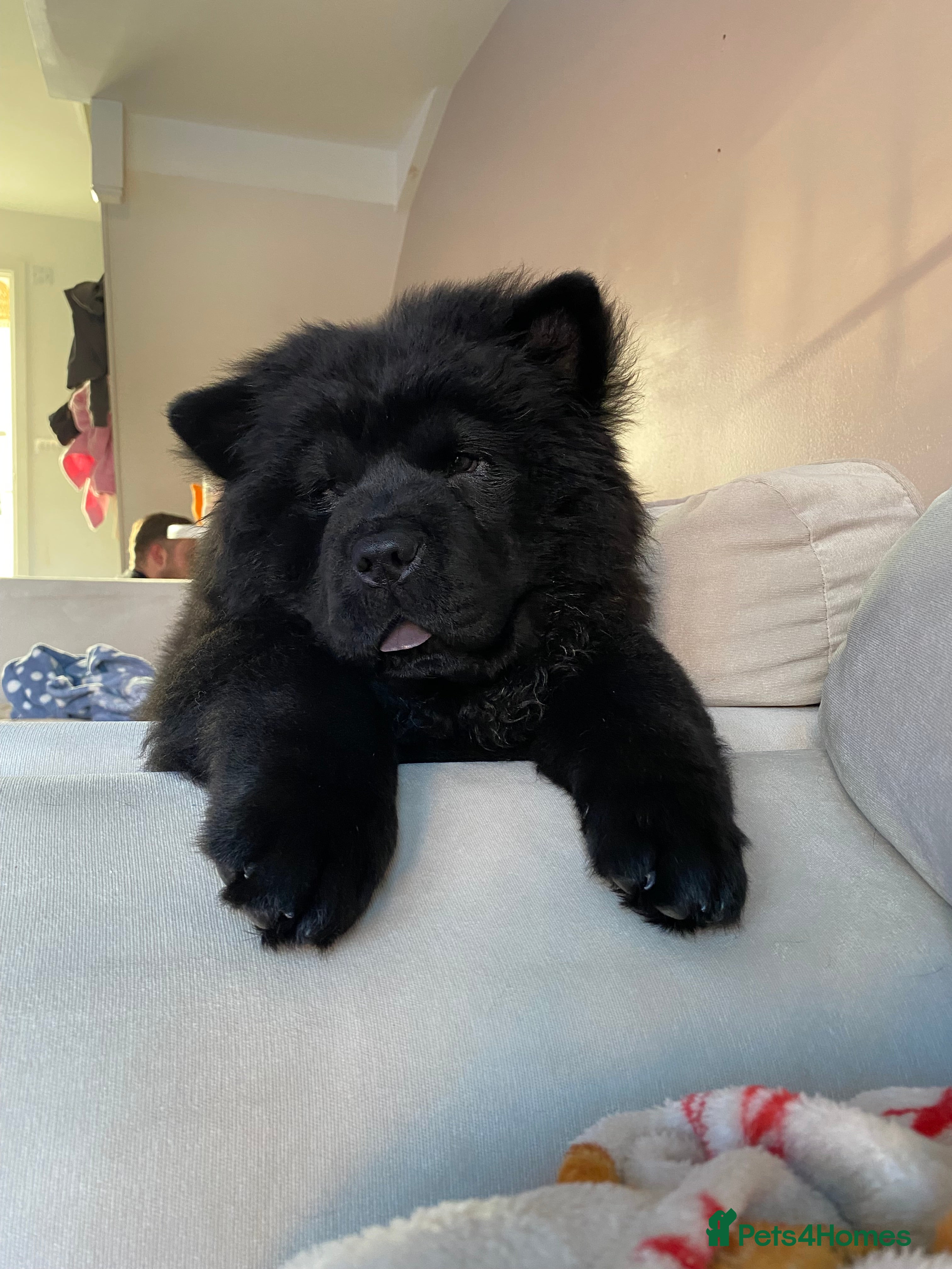 Chow Chow dogs Chow chow Puppy M - Advert 10