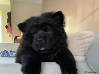 Chow Chow dogs Chow chow Puppy M - Advert 10
