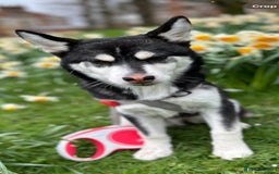 Utonagan dogs for sale: Husky for sale  - Image 1