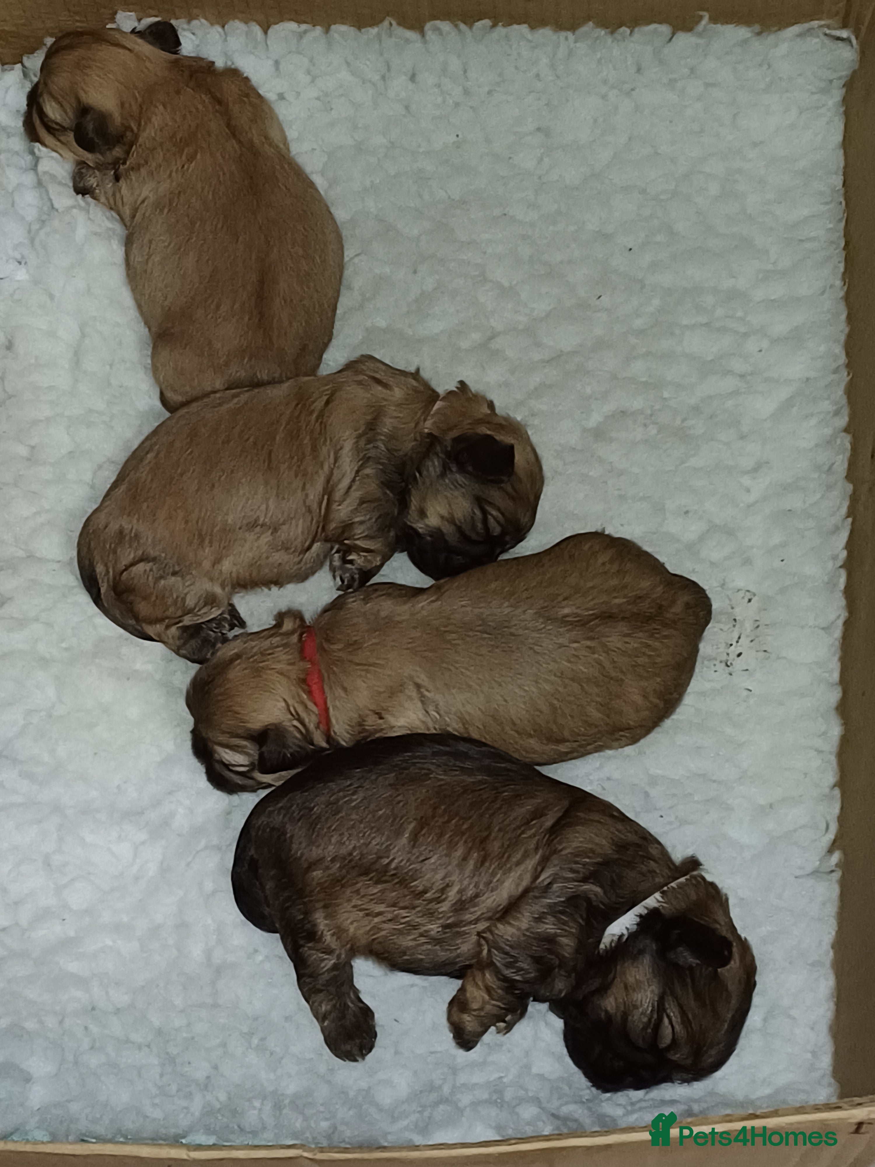 Shih Tzu dogs SHIH TZU litter. Ready 15/01/2026 - Advert 1