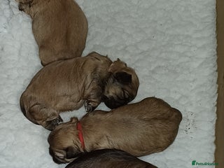 Shih Tzu dogs SHIH TZU litter. Ready 15/01/2026 - Advert 7