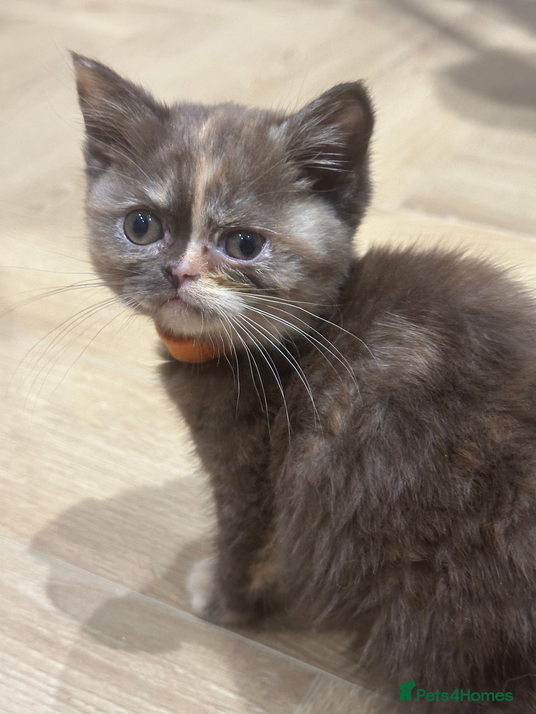 British Shorthair cats for sale: 😻LAST GORGEOUS TORTIE READY FOR NEW HOME😻🎀 - Advert 29