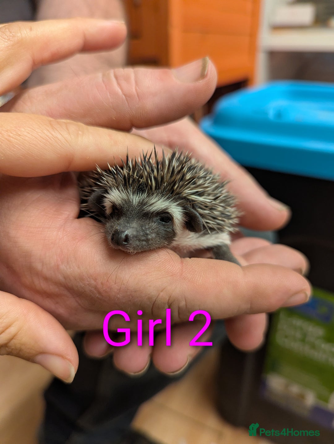 Pygmy Hedgehog rodents for sale: African Pygmy hedgehogs. Ready to reserve! - Advert 8