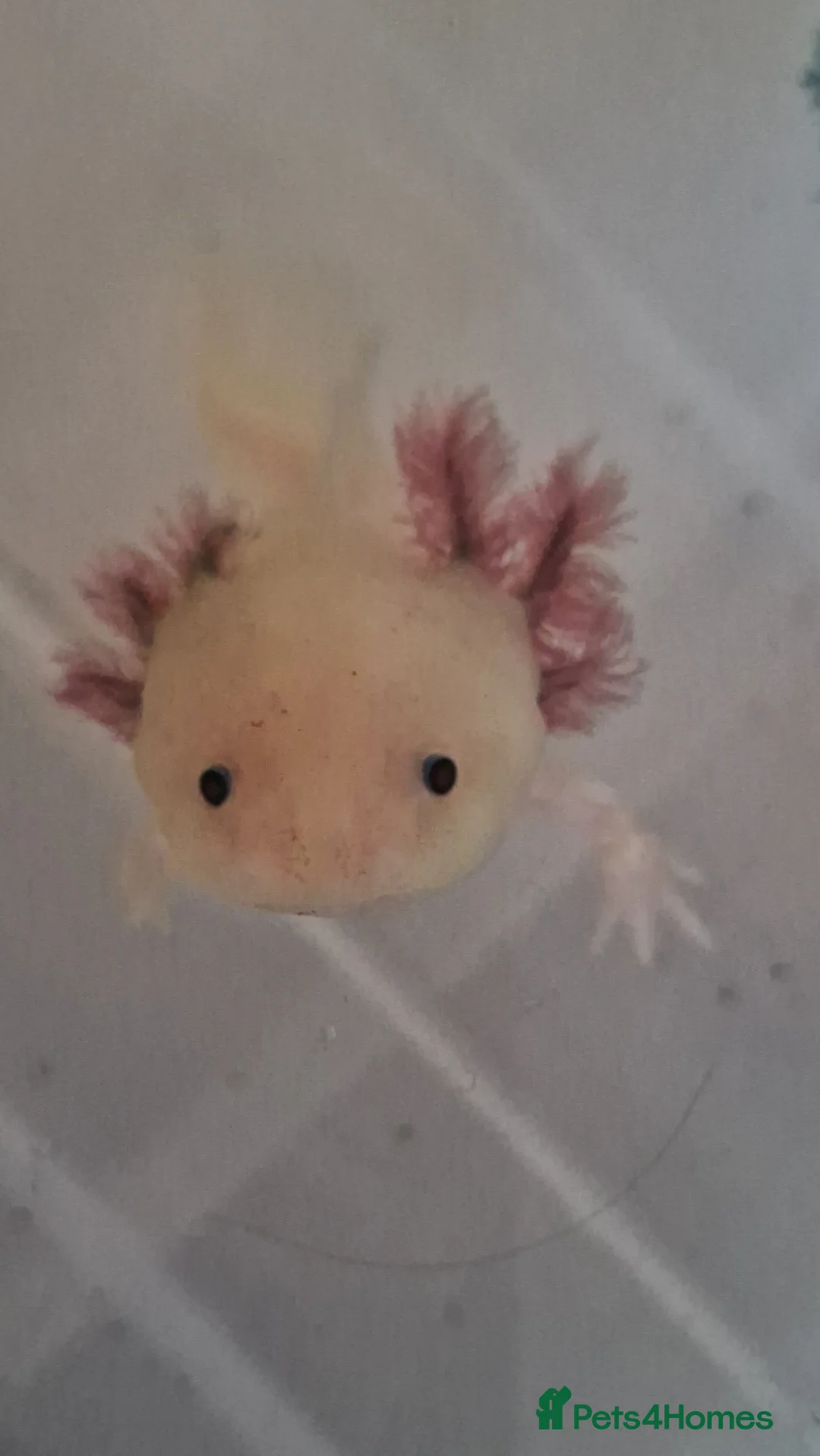 Axolotl reptiles for sale: Axolotl  - Advert 2