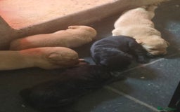 Labrador Retriever dogs for sale: Stunning litter of Fox Red and Black Labradors - Image 18