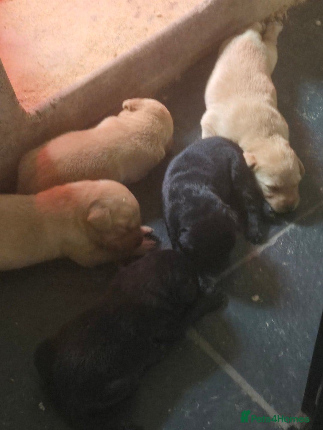 Labrador Retriever dogs for sale: Stunning litter of Fox Red and Black Labradors - Image 18