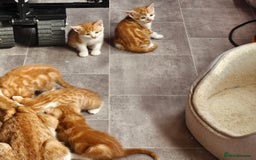 Mixed Breed cats for sale: Kitties for sale  - Image 8