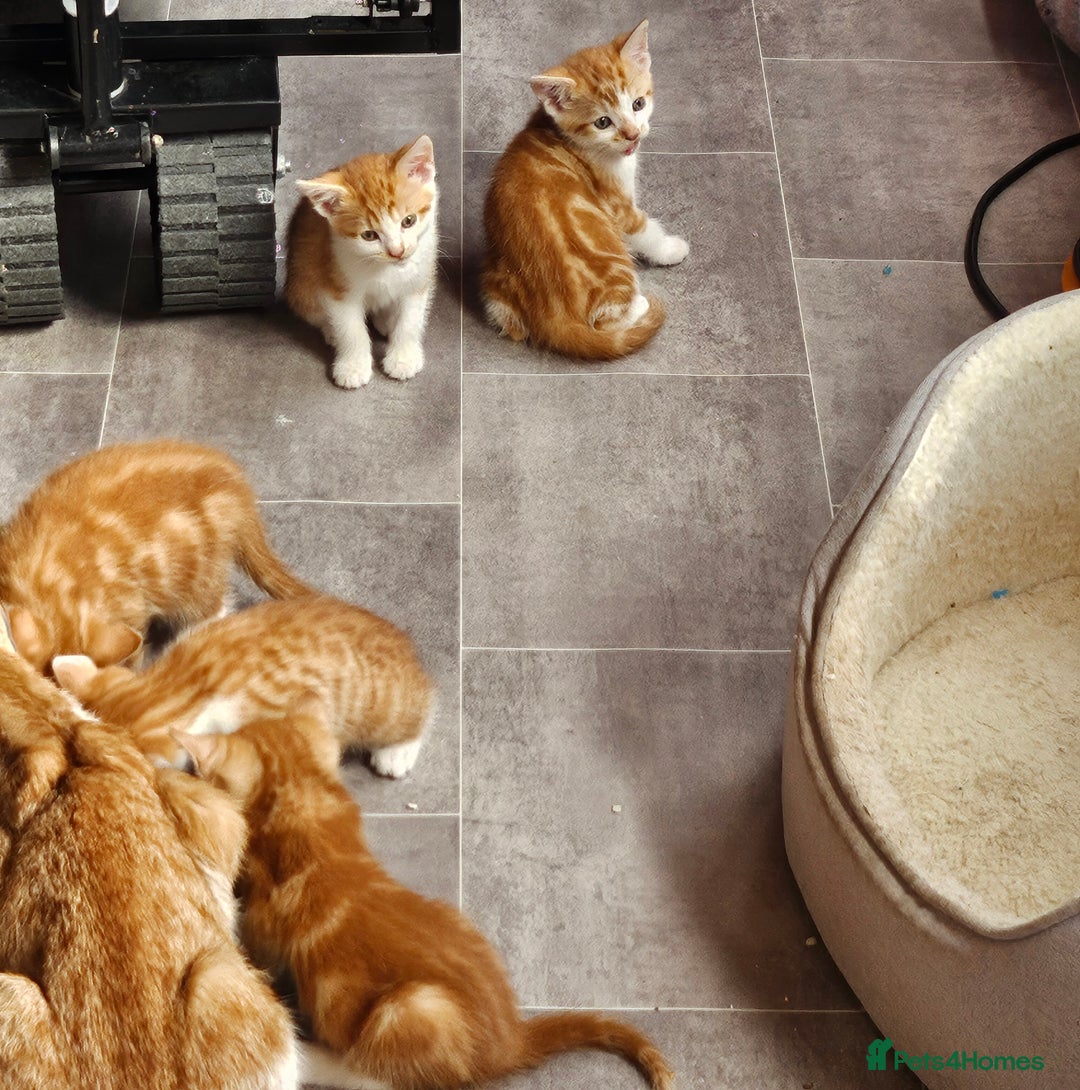 Mixed Breed cats for sale: Kitties for sale  - Image 8