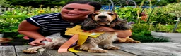 Cocker Spaniel dogs for sale: Exceptional KC Registered Cocker Spaniel Puppies - Advert 10