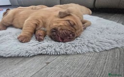 Dogue De Bordeaux dogs for sale: Dogue de bordeaux - Advert 8