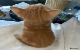 Mixed Breed cats for sale: Two male ginger kittens - Image 6